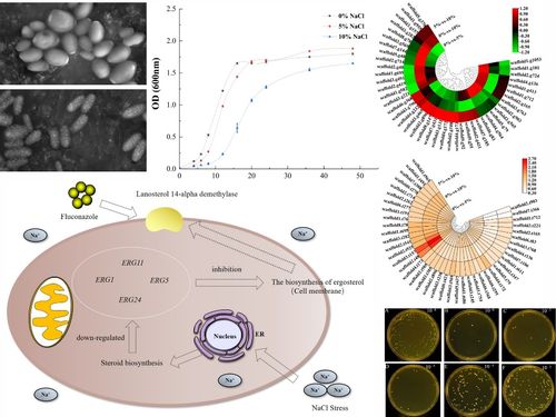 廣西大學亞熱帶海洋紅樹林濕地微生物功能研究團隊在利用微生物新資源合成高值產物研究領域取得新進展